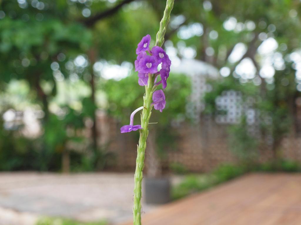 Hotel Casa Blanca Tamarindo Zewnętrze zdjęcie