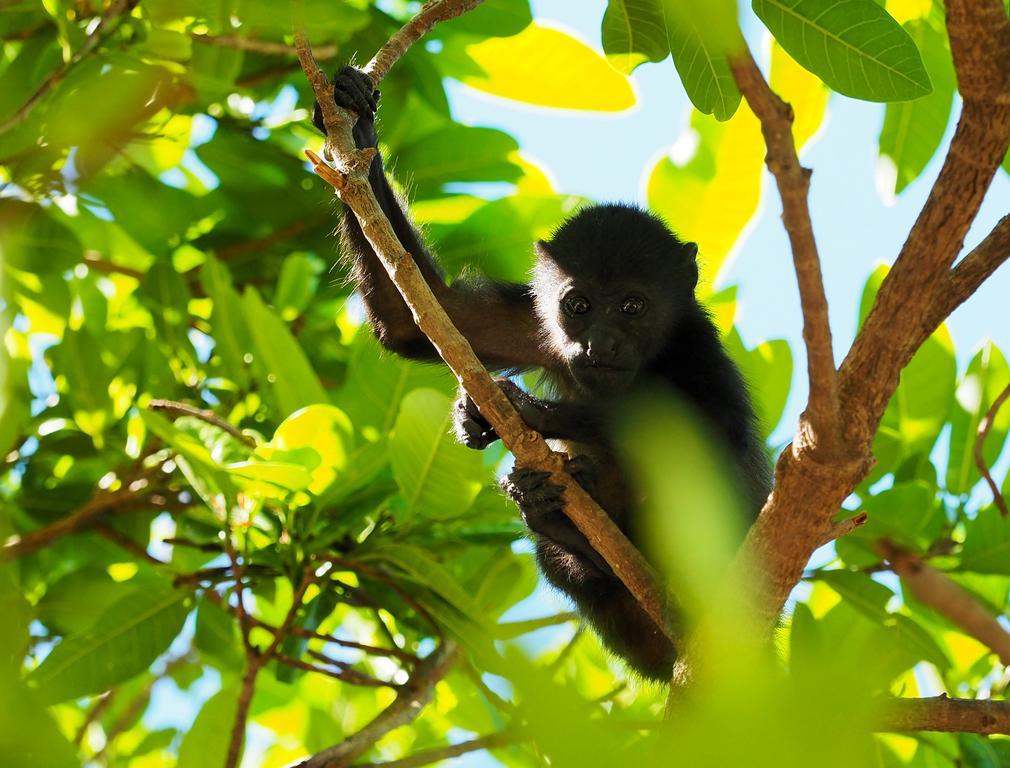 Hotel Casa Blanca Tamarindo Zewnętrze zdjęcie